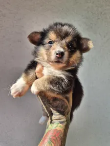 Welsh Corgi Pembroke - Barack