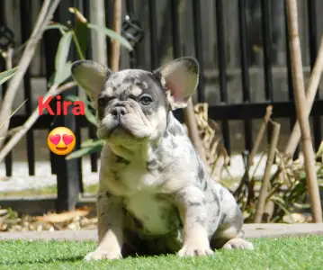 Francouzský buldoček - Kira