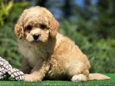 Cavapoo - Hugo