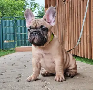 French Bulldog - Elmo