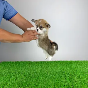 Welsh Corgi Pembroke - Quiz