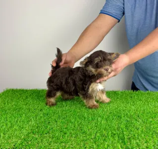 Yorkshire Terrier - Levis