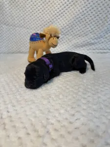 Portugalský vodní pes - Boomer