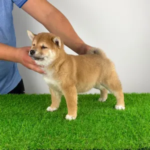 Shiba - Leni