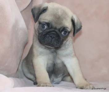 Pug - Dobby On Hold