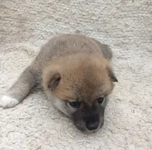 Shiba - Scamp Crowd Fortuna