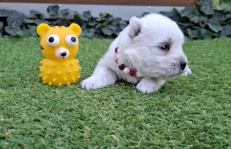 West Highland White Terrier - Agnes