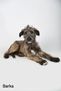 Irischer Wolfshund - Barka
