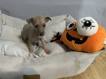 Italienisches Windspiel - Ximena