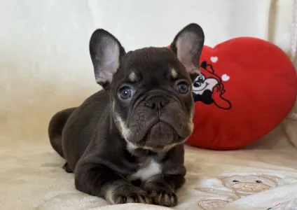 Francouzský buldoček - Hádész
