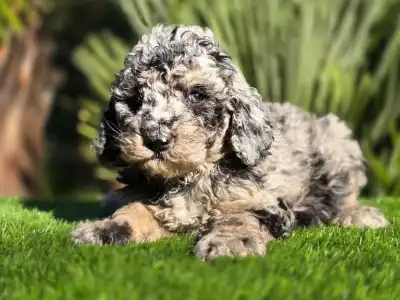 Cavapoo - Moon