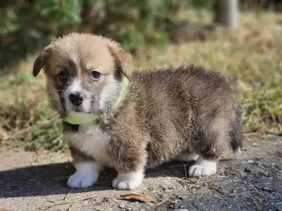 Welsh Corgi Pembroke - Lui
