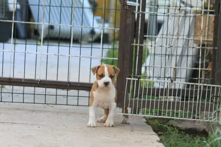 Amstaff - King Of Montenegro Kennel