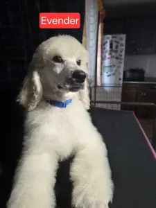 Óriás uszkár - Giant Miracles Extazy Price Of Elagance Evander