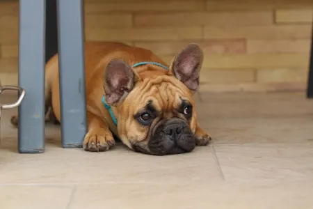Französische Bulldogge - Uriel
