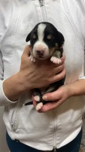 Entlebucher - Geny Helvétsky Priateľ 