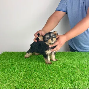 Yorkshire Terrier - Dora