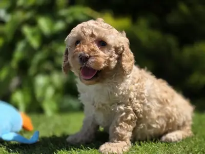 Cavapoo - Max