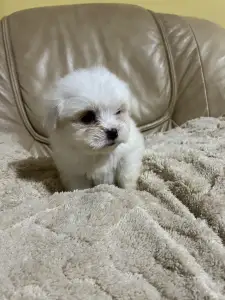 Coton de Tulear - Blanca