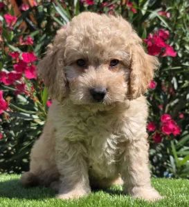 Cavapoo - Frakk