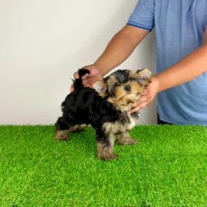 Yorkshire Terrier - Ziggy