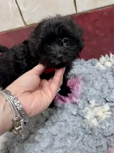 Bolończyk kolorowy - Alina