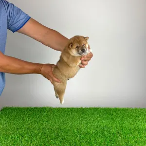 Shiba - Whistle