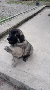 Caucasian Shepherd Dog - Cián