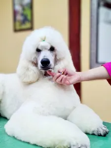 Střední pudl - Giant Miracles Poodle Kennel