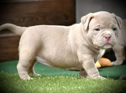 Amerikai Bully - Pocket - Zaria