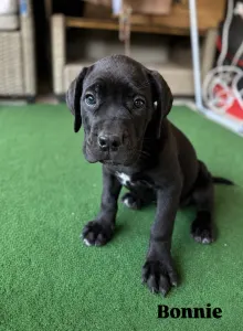 Cane Corso - Bonnie