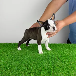 Boston Terrier - Domina