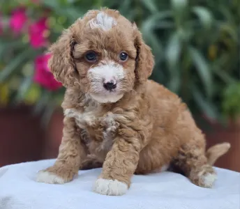 Cavapoo - Ariel