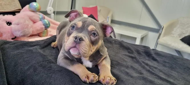 American Bully - Pocket - Malekith