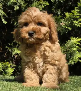 Cavapoo - Mike