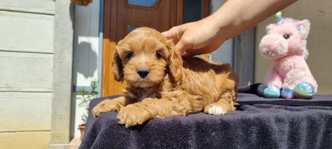 Cavapoo - Teddy
