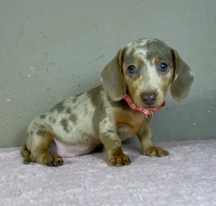Dachshund - Emily