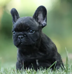 Francia bulldog - Thug Life Rocco