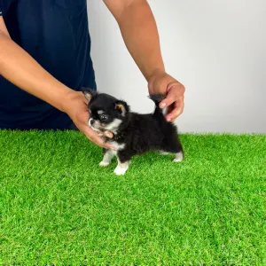 Chihuahua - Nici