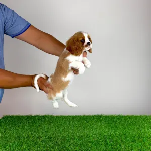 Cavalier King Charles Spaniel - Tici