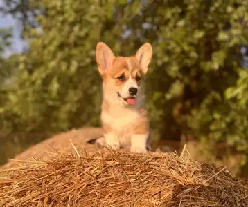 Pembroke Welsh Corgi - Charlotte