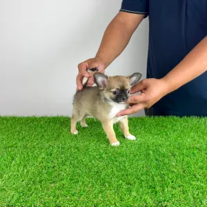 Chihuahua - Kimi