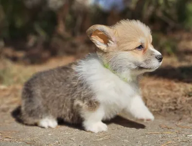Welsh Corgi Pembroke - Thomas