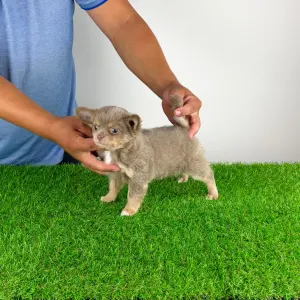 Chihuahua - Hella