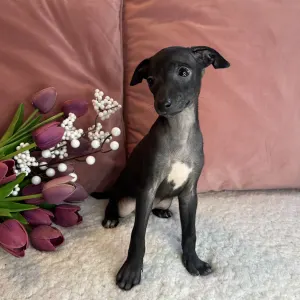 Italian Greyhound - Carina