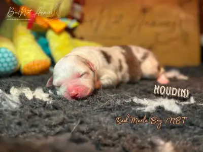 Австралийская овчарка - Budnat Aussies Hey Houdini
