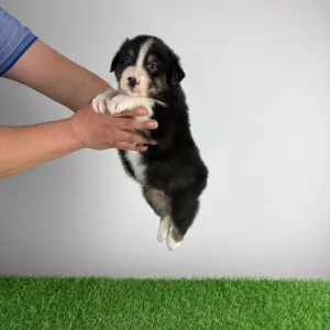 Owczarek astralijski aussie - Cash