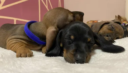 Dachshund - Mr. Orange