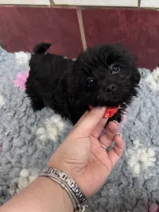 Bolończyk kolorowy - Alina