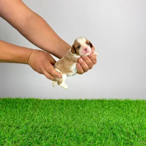 Cavalier King Charles Spaniel - Frida